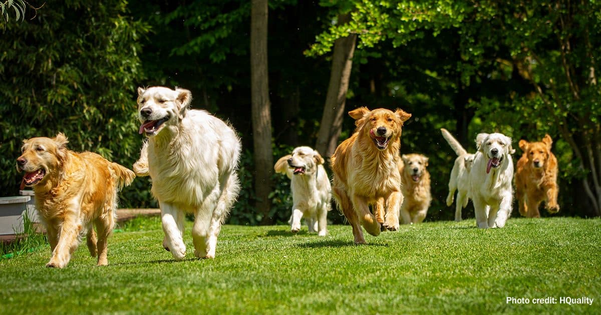 Ein Hund entspannt in einem Tierhotel